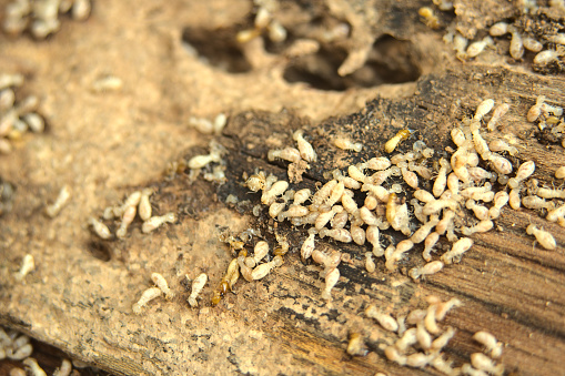 termite control