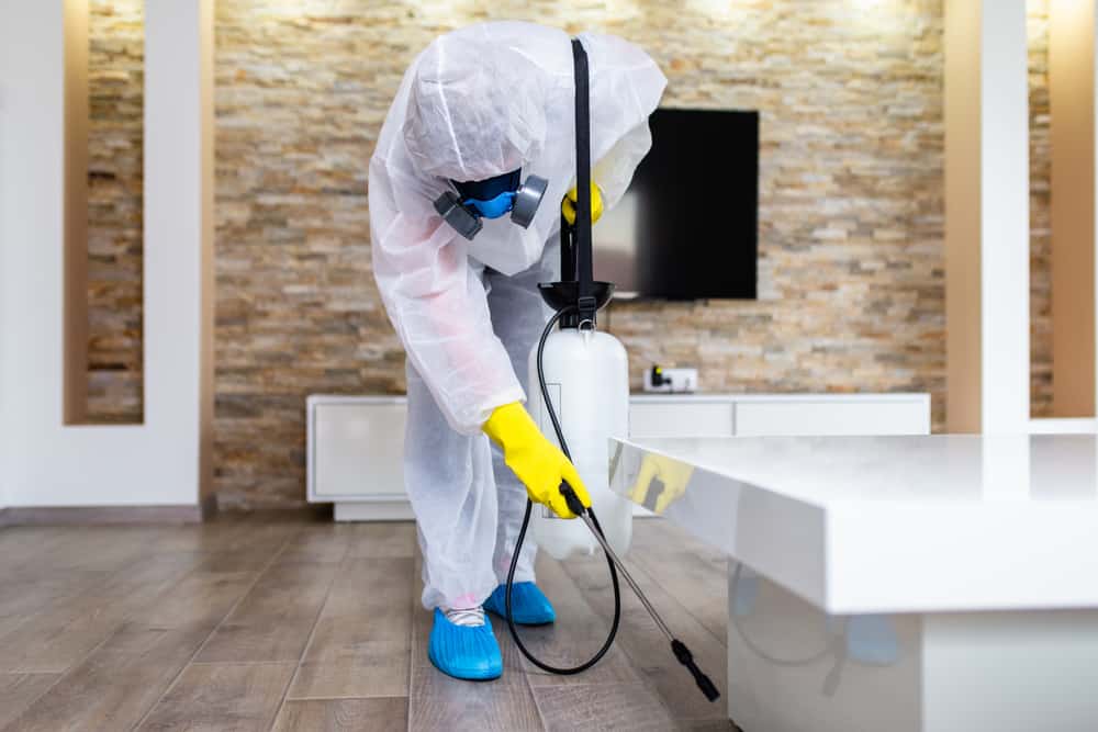 pest control services in dubai