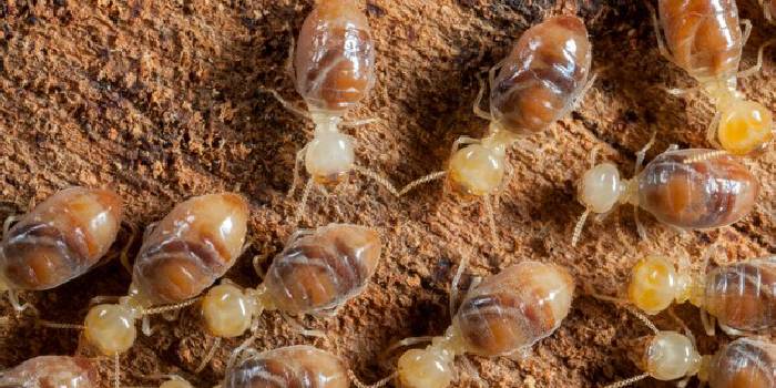 termite control