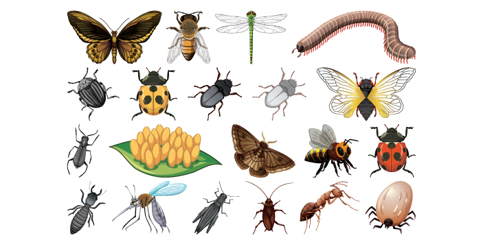 pest control services in dubai