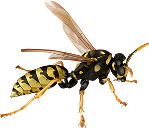 Wasps
