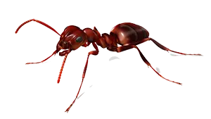 Ant Pest Control