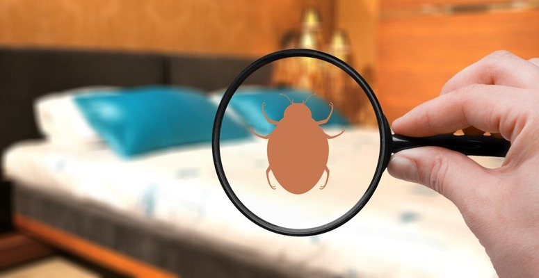 bed bug pest control