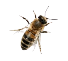 Bees Pest Control Service