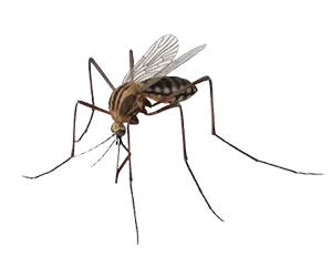 Mosquitoes