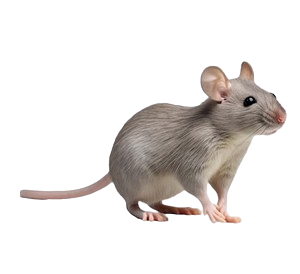 rat pest control dubai