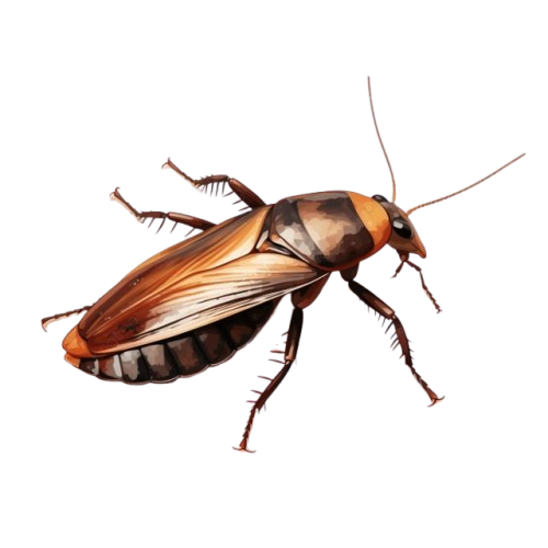 Cockroach Control