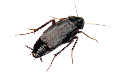 cockroach pest control