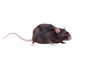 Roof Rat (Rattus Rattus)