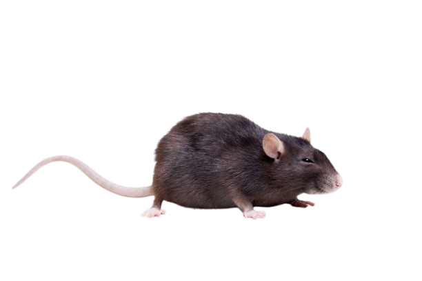 rat pest control dubai