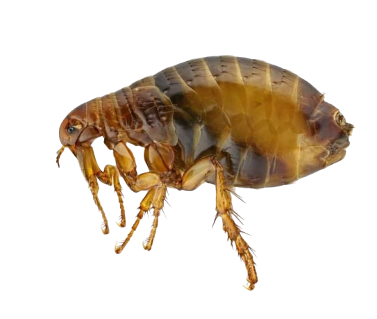 Fleas