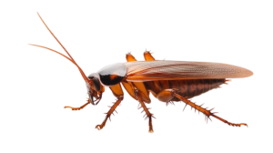 German cockroach (Blattella germanica)