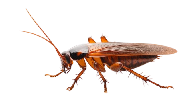 cockroach pest control