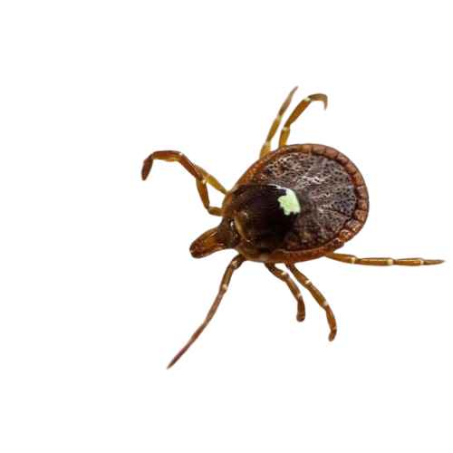 Ticks