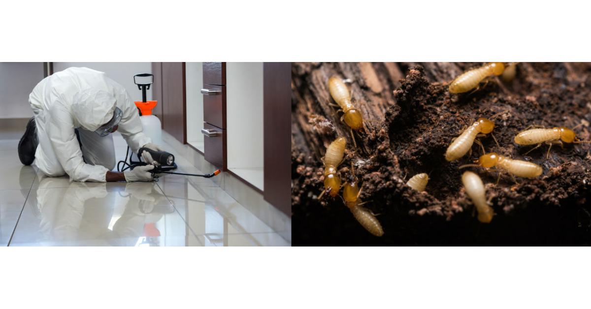 Termite Control - Good Life Pest Control