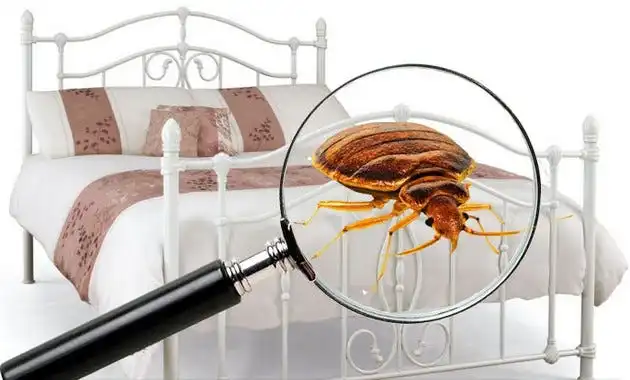 Bed Bug Pest Control
