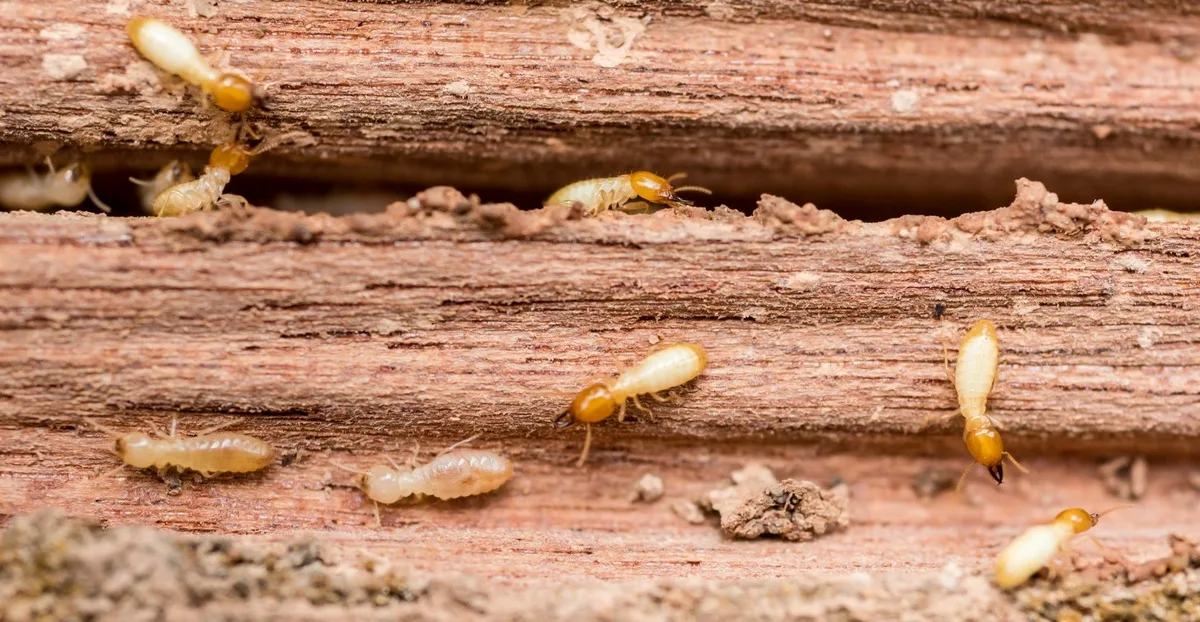 Termite Pest Control