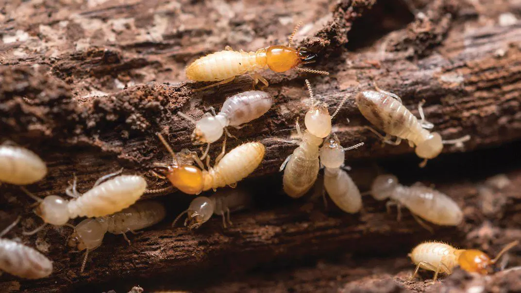 Termite Pest Control