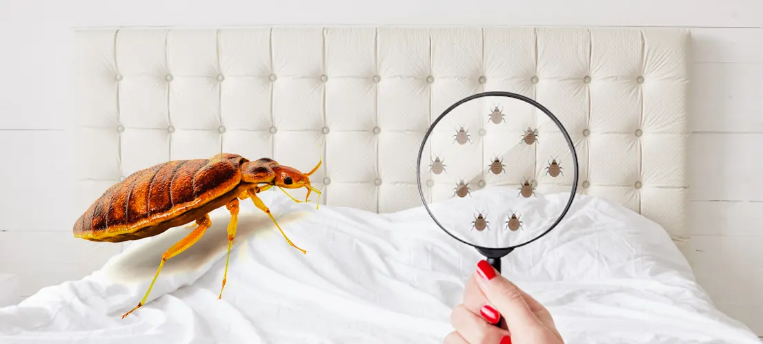 Bed Bug Pest Control