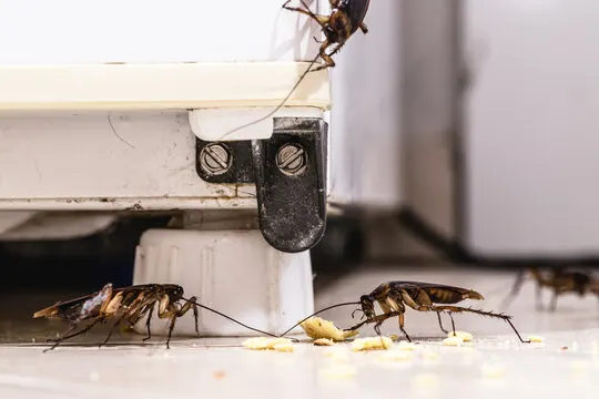 Cockroach Control UAE