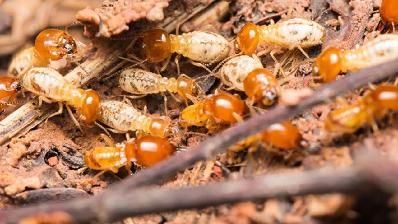 Termite Control